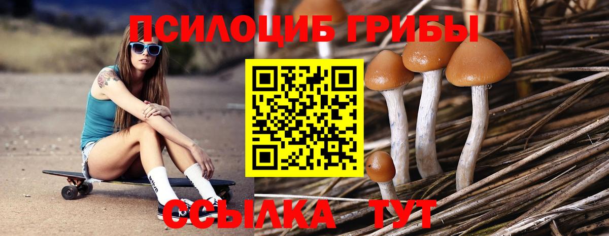Псилоцибиновые грибы Psilocybine cubensis Королёв